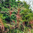 특수전사령부(제주훈련장) 이미지