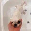 강아지 미용실 이미지