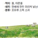 양 이미지