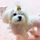 퍼피스캔들 이미지