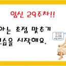 다태성 | [임신 29주차]태아 및 엄마의 변화┃양수 누출 및 조산 예방법
