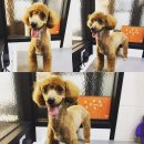 미사마이펫 이미지