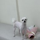 뽀몽뽀몽 이미지