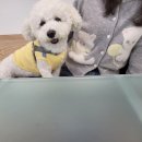 투흐티 이미지