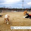 설악애견 이미지