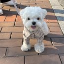 샤로수길 &#39;덮다&#39; 점보덮밥챌린지 , 노량진 수산시장 &#39;형제상회&#39; 방문후기
