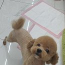 펫 아지트 이미지