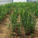 더나농장 이미지