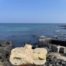 제주돌체 이미지