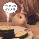 꿈나라민박 | HBD to me!🎂 그리고 까망감 2후기이기도 한 것