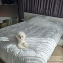 패밀리톡 팬션 | 남이섬애견동반숙소 풀스테이 스테이온 가평 풀빌라 독채 진짜 추천