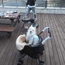 멍펜션15 | 가평 애견동반 펜션 추천｜멍스테이 내돈내산 후기(시설·분위기 총정리)