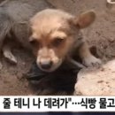아뮤고나 네이버블로그