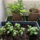 나만의 한평 정원 가꾸기 | 초보도 성공하는 베란다 텃밭 상추 루꼴라 바질 애플민트 키우기 모종부터 수확까지