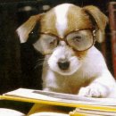 우리집 강아지 이미지