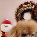 포커스 온 펫 이미지