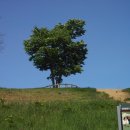 야생화답사 이미지