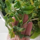 그린팜greenfarm 루꼴라 1키로 두번시킨 후기,루꼴라가격점점오름 (feat.이게뭐노 절반버렸음😥)