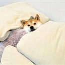 메롱