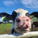 동문목장 이미지