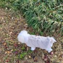 분홍강아지 | 초코펫하우스 강아지패딩 하네스베이지 조끼 후리스 내돈내산 후기