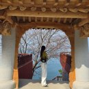 월전길 | 여수 벚꽃명소 용월사 실시간 개화 포토존 후기