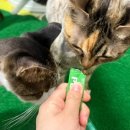 마파지로 | 반려동물아토피 반려동물영양제 펠런스 더마파지 솔직후기