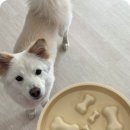 댕댕이꺼 | 슬로우식기 저소음 안전 소재라 댕댕이에게 굿