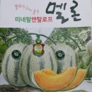 한국 최초 캔탈로프 칸탈로프 멜론 종자 씨앗 소개합니다