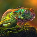 이구아나 이미지