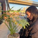 로뎀 | 천안아산 분갈이 로뎀농원에서 셀렘 데려온 후기Ⅰ애즈언카페