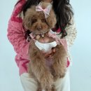 행운휴게점 | 분당 강아지 가족사진 편안하게 촬영하고 온 스튜디오천천히 후기