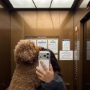 마이리틀멍 | 송파 애견미용실 N번째 방문! 마이리틀멍 미디엄 푸들 미용 후기