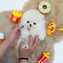 하나토이 | 통영토이푸들분양 테디럽 일상에 여유가 생긴 계기