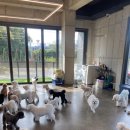 삐삐그루밍 이미지