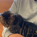 고양이 행복구역 이미지