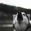 하울링 Howling 이미지