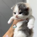 헤어칼리코