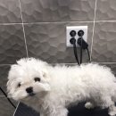 대치수동물병원 이미지