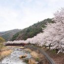 마곡천 | 충남 공주 마곡사 벚꽃길 완벽 가이드 2026 | 벚꽃 명소 &amp; 현지 맛집 총정리