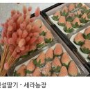 최석구농장 이미지