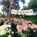 중부권 | 중부권 최대! 공주 유구 수국축제 2025 후기 - 45,000그루 수국 만개 시기와 꿀팁