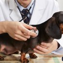 채플린동물병원 이미지