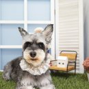 지지네 애견호텔&놀이방 이미지