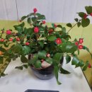 대석초등학교 이미지