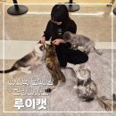 금고양이 | 울산 성남동 루이캣 고양이카페 | 아이랑 방문 후기