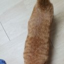 보리네펫미용 | 부산 고양이 미용&amp;호텔 보다는 방문탁묘♥광안동다녀왔어요♥