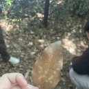 조경학과의 꽃 식물학2 수업 간접체험 해보기