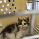 레인 켄넬 이미지