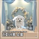 샵봄애견샵 | [성남] 남위례역 강아지 사료부터 옷까지 다 있는 애견용품샵 | 라피네몽 쇼룸